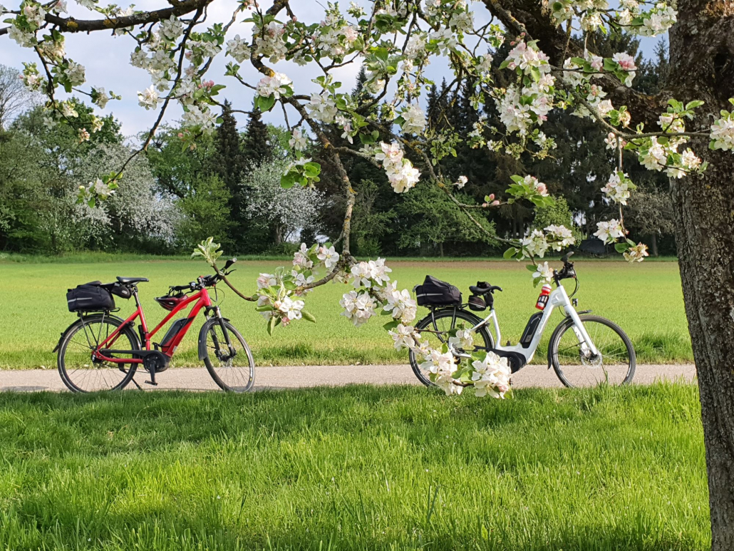 Radweg in blühender Natur